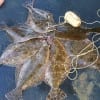 a stringer of flounder caught by the Gail fishing team