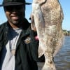 Eric Wright of Baytown hooked this drum on shrimp-