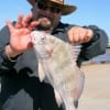 Juan Leal of Spring caught this nice drum on shrimp