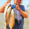 High Islander, Dennis Boeker took these nice trout and reds on live shad.