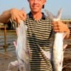 Robert Cliston of Porter, TX nabbed these big gafftop nightfishing with cut mullet.