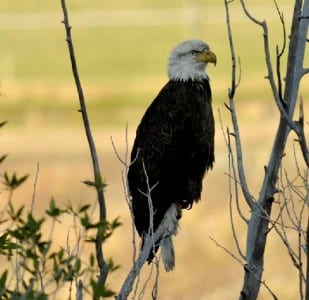 yellowstone_3