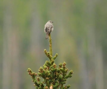 yellowstone_8