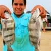 Ron Corona of Dayton, TX took these two nice drum on live shrimp.