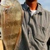 Don bronson of Hockley, TX nabbed this nice drum on shrimp.