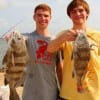 Greg and Drew Heugel of Rosenburg, TX took these nice drum on live shrimp.