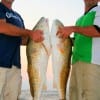 Terry McAllester and Chris Loyld of Tyler,TX wrangled up these 42 and 43 inch tagger reds fishing cut mullet.