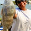 Tracy Amos of Houston took this nice drum on shrimp.