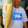 Danny Luong of Texarkana, TX took this nice red on cut bait.