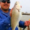 Carlos Lopez of Pasadena TX landed this 14 inch croaker on squid.