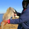 Paul Barnett of Houston caught and released this 34inch drum fishing shrimp.