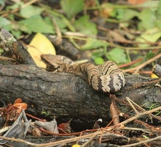 snake2