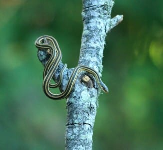 snake6