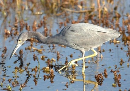 waders10
