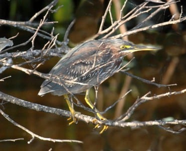 waders15