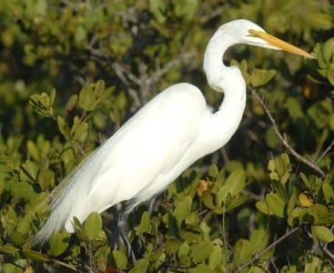waders16