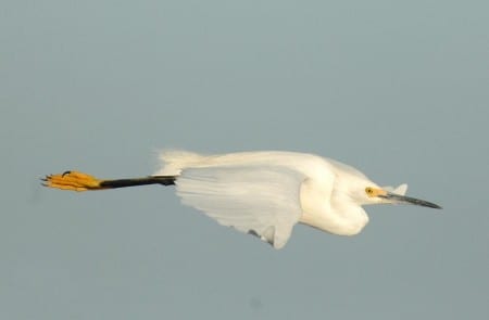 waders17