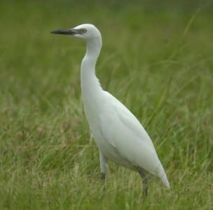 waders18