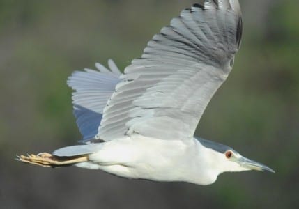 waders20