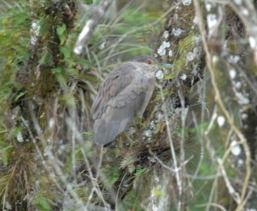 waders21