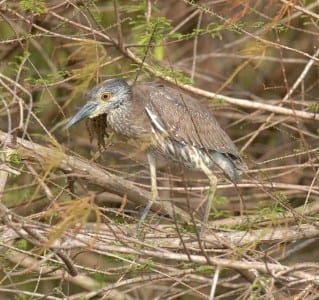waders23