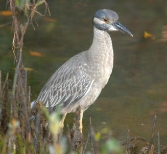 waders24