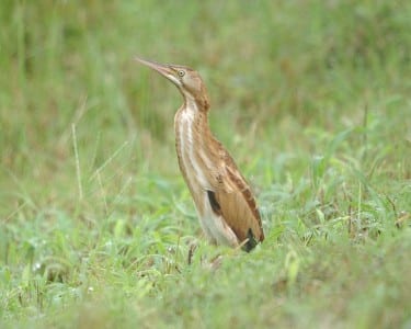 waders26