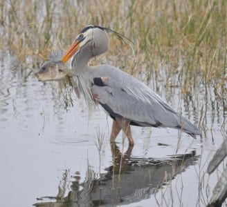 waders7