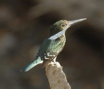 costa1