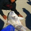 Andre Green of Houston  wrastled up this 36 inch drum on shrimp then released it.