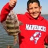 Jake Cantu of Humble, TX  took this nice sheepshead on shrimp.