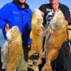 Brothers Jason and  Justin Smith of Evadale, TX caught and released these big drum while  fishing shrimp.