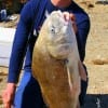 Michael Norman of  Dayton, TX took this 36 inch drum on shrimp then released.