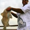 Fred McHellon of  Humble, TX snatched up this keeper eater drum on shrimp.