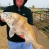 Ted Worthy of  Effingham, IL caught and released this huge drum while fishing  shrimp.