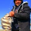 Lou Cortez of Houston caught this 20 inch sheepshead on shrimp.