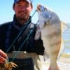 Austin TX surf-angler Jeff Dettrich took this nice drum on shrimp.