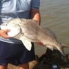 Brent Mosley caught and released this MEGA-DRUM while fishing a miss  nancy shrimp.