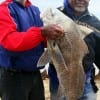 Houston anglers Anthony  Cooper and Michael Baker heft Baker's HUGE drum they caught and released  on shrimp.