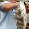 Shirley Connerly of Kerens, TX caught this nice drum on shrimp.