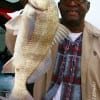 Syvestor Duckens of Missouri City TX landed this nice drum on shrimp.