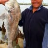 Juan Lopez of Houston BULLDOGGED this HUGE drum in on shrimp, then released it- BRAVO Juan!!