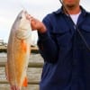 David Bradshaw of Clear Lake, TX caught this nice 28 inch red on a miss nancy shrimp.