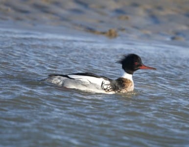 duck12