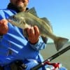 James Nazoorthy of Grandprairrie TX nabbed this nice drum on a miss nancy shrimp.