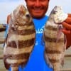 Juan Lopez of Houston took these nice sheepshead and drum on miss nancy shrimp.