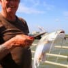 Jim Creamer of FT Worth, TX boxed a few gafftop for supper he caught on shrimp.