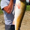 Mike English of Zavalla, TX landed this 42inch tagger bull red caught surf fishing on squid.