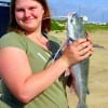 Lacy Armitage of Splendora, TX shows off this nice gafftop caught on cut bait.