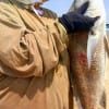 Melvin Mallard of Houston caught and released this huge 37inch- 26lb black drum on shrimp.